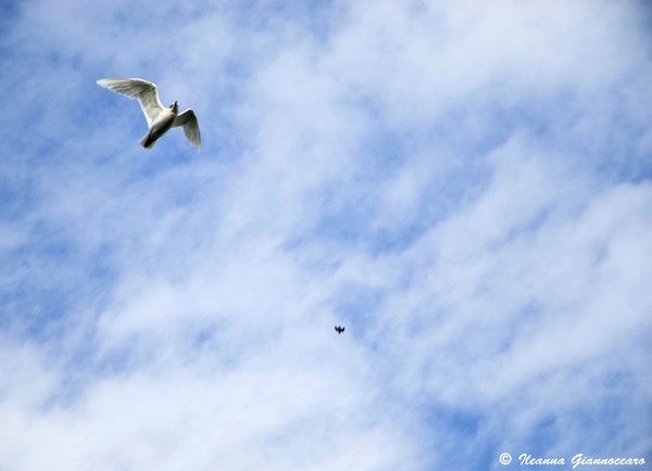 Freedom..