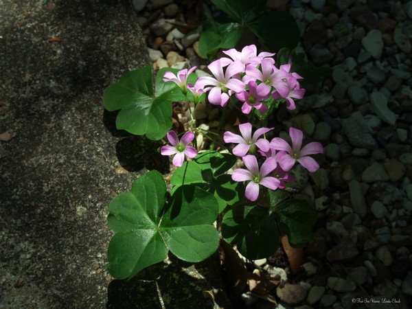 Pink in Shadow