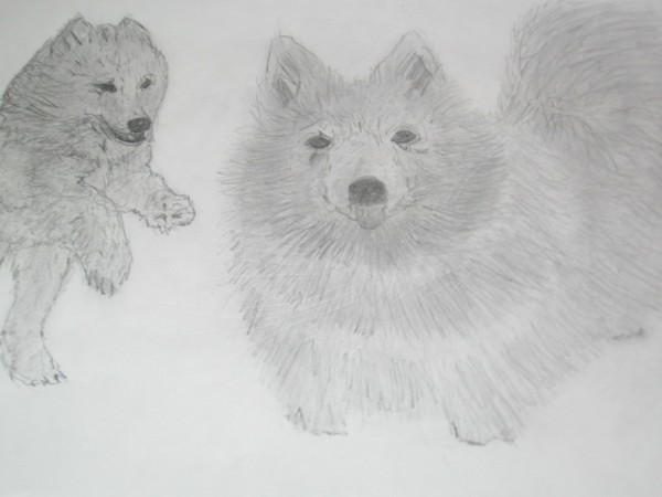 Puppies playing