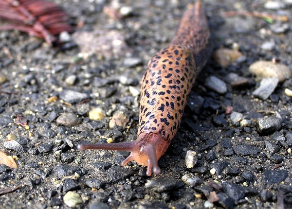 its a slug