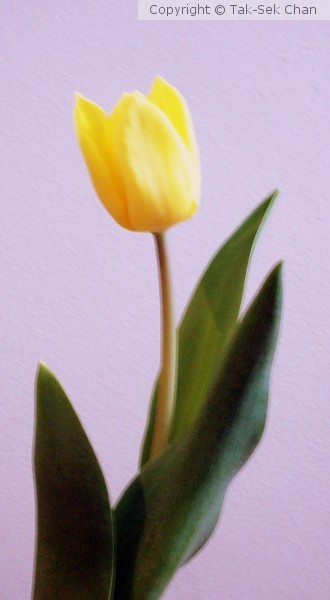 Tulip for Mother's Day, 2014