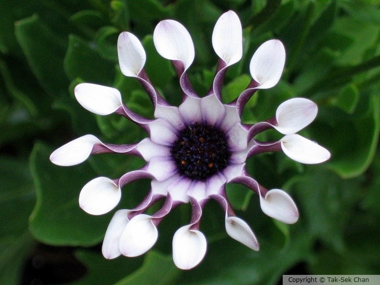 Spoon Daisy (Osteospermum sp. White Bliss) 06-16-2008
