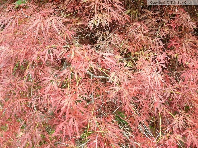 Japanese Feather Maple (Acer Palmatum var. Dissectum) 06-27-2021