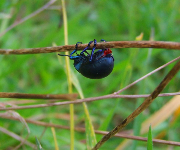 beetle