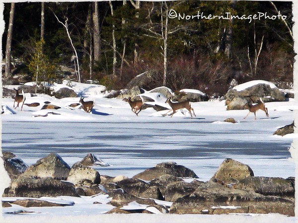 Oh Deer