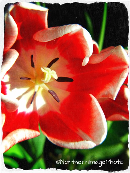 Tulip 