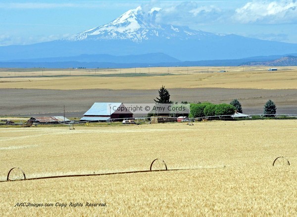 Goldendale Farmland