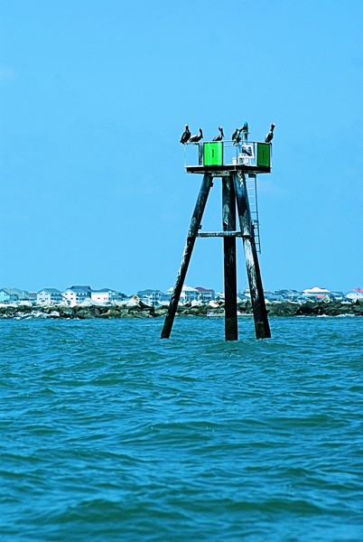 Pelican Party