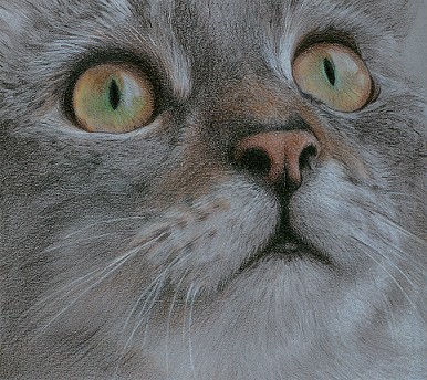 Tabby Cat