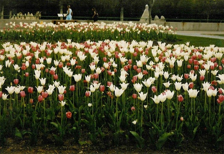 tulips