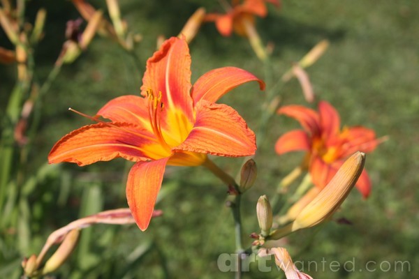 Flowers