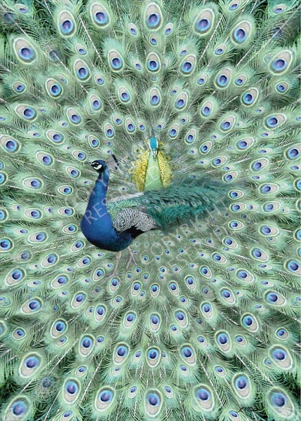 (15) Peacock