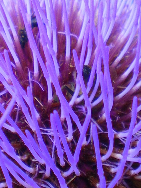 flower of artichoke