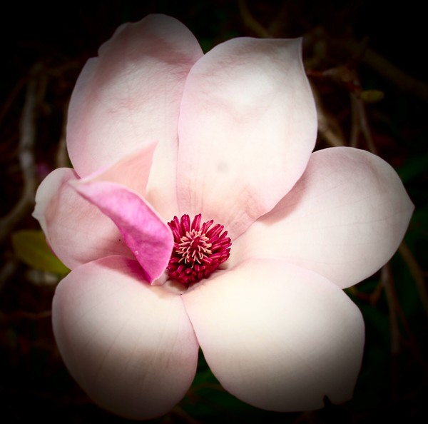 Whit and pink Spring Flower