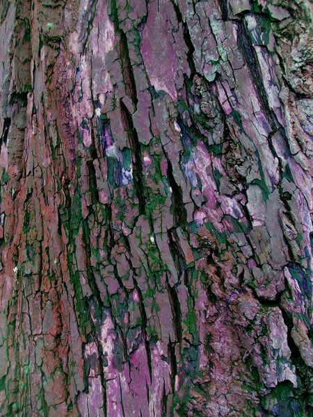 bark 06