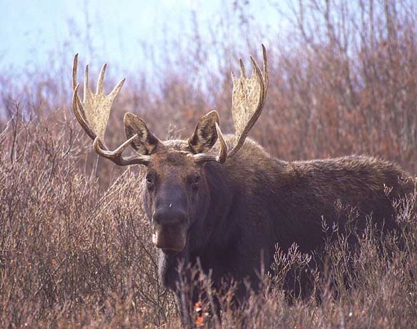Bull Moose of the Willows
