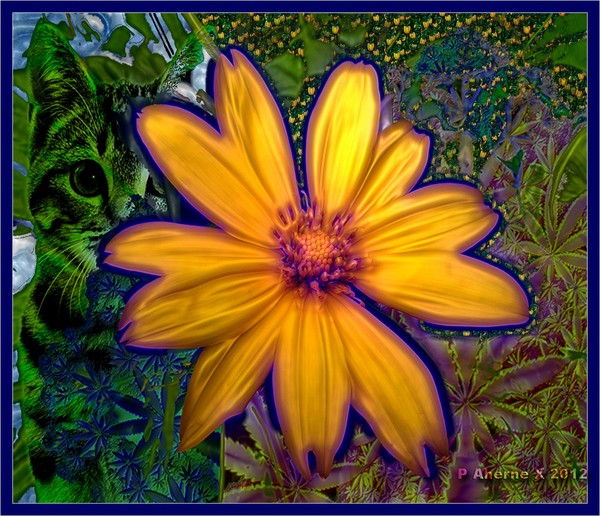 China Cat Sunflower