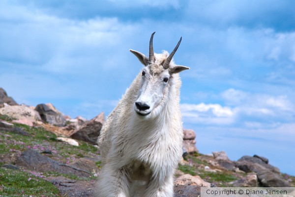 Mountain Goat