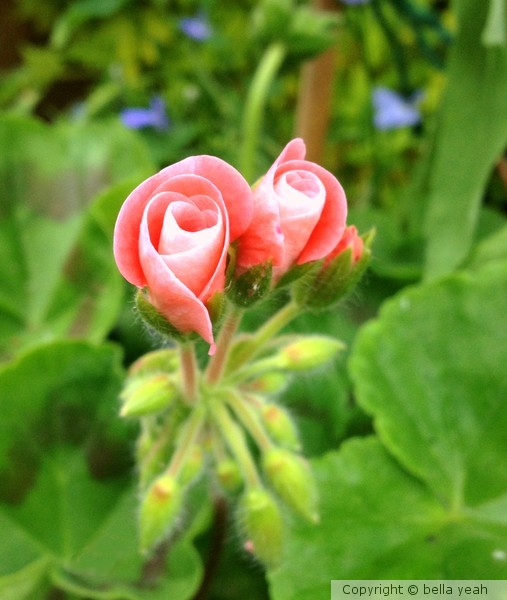 salmon geranium buds