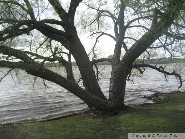 Tree in a park near Ottawa River Pkwy.