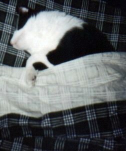 Socks Tucked In