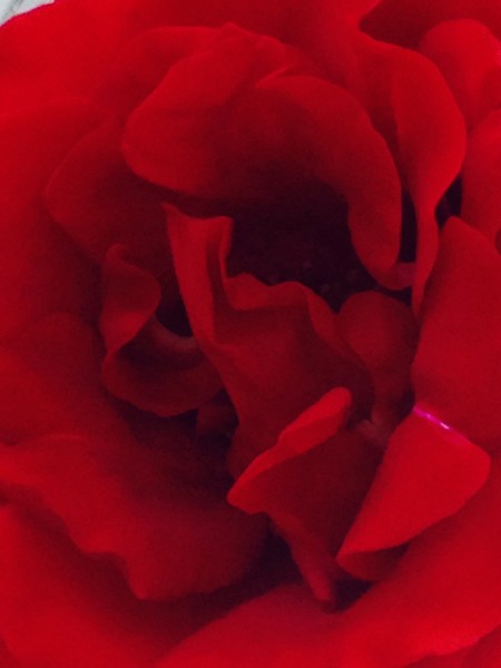 Roses 