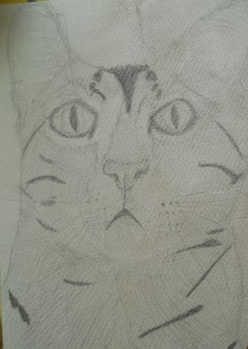 cat