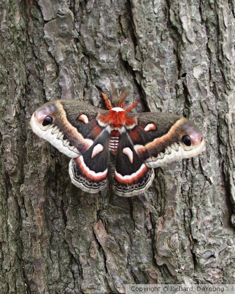 MOTH 2