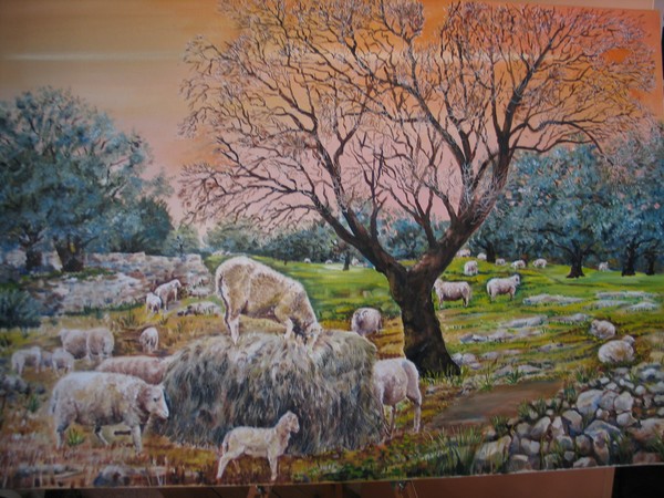 sheep