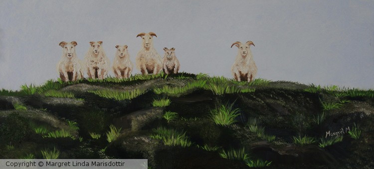 Icelandic sheep