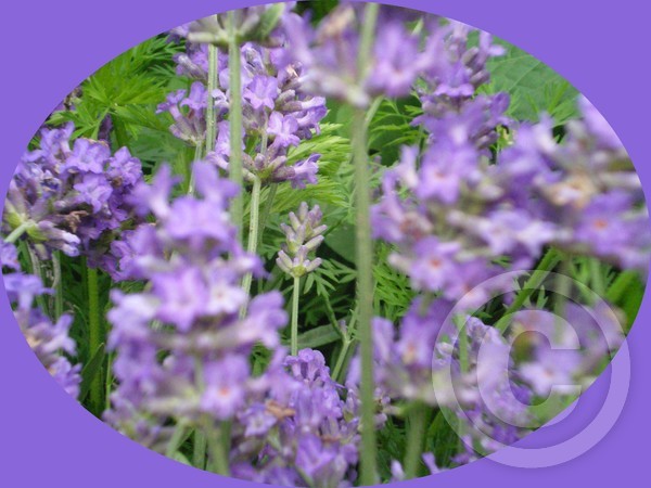 Lilacs in the garden!