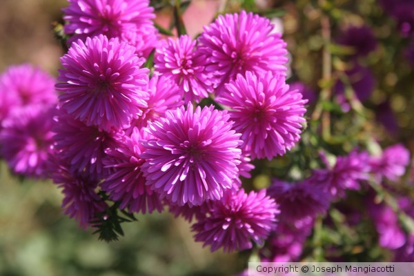 Fall Flowers