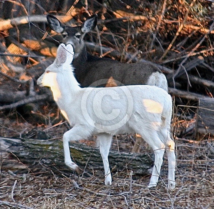 Albino Mule Deer Doe in situ
