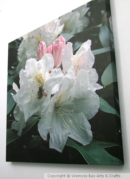 Rhododendron 3 with Bee