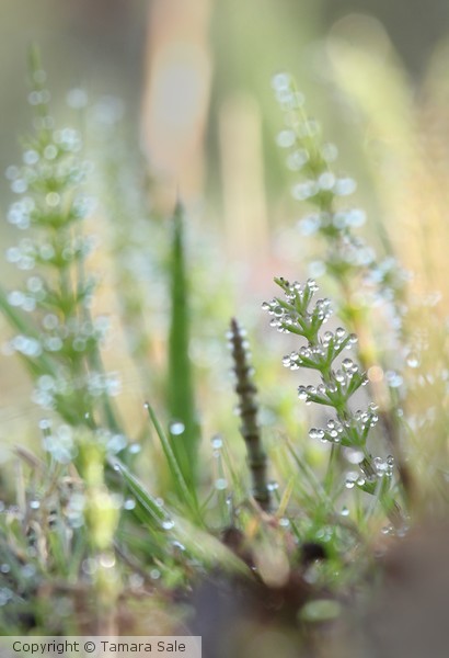 Young Horsetails in the Morning