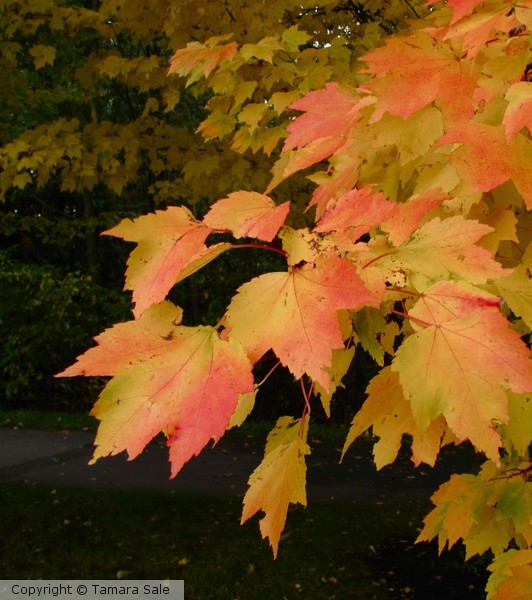 Fall Leaves