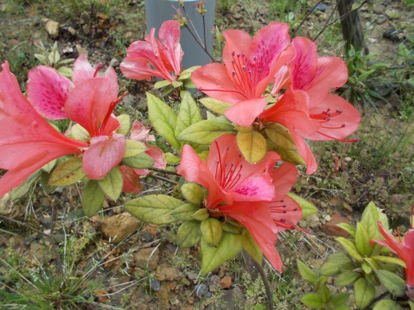 Wild Flower-1