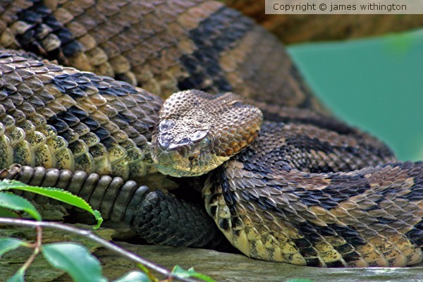 Rattler