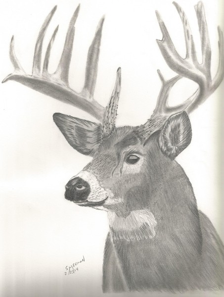 Elk