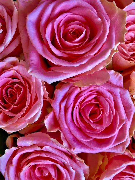 Pink roses