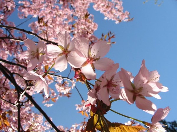 pink flowers