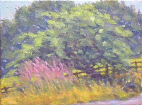 apple tree summer