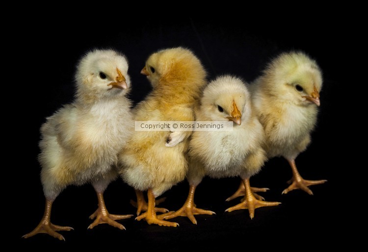 Good looking Chicks