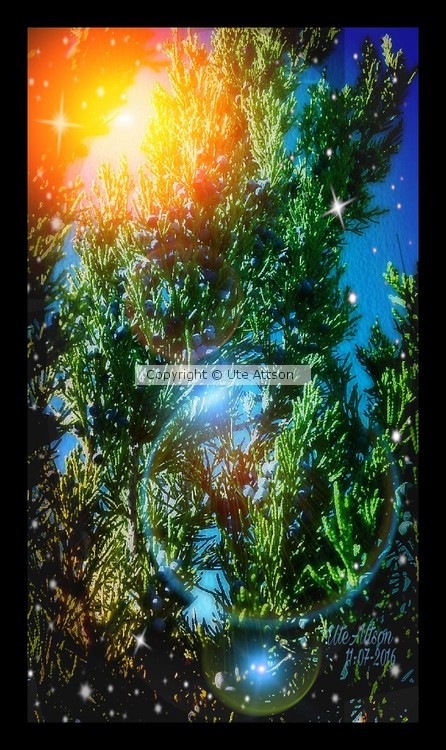 Juniper in my garden