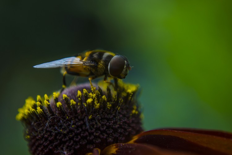 Tiny Bee face to face
