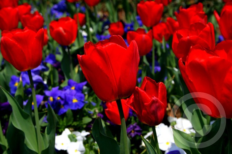 Tulip Flower Bed