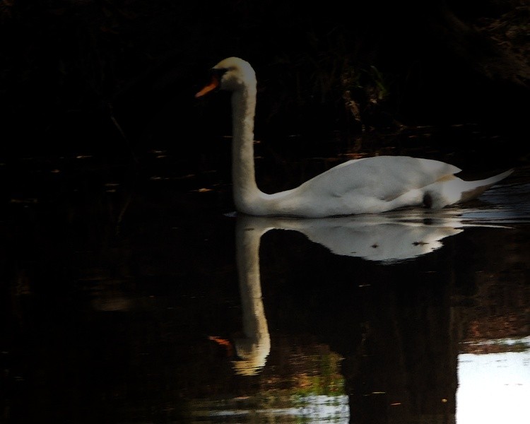 AW 0372 REFLECTIONS