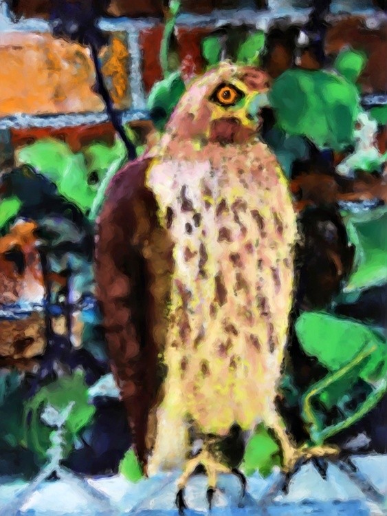 AW 0883 Sparrow Hawk Painting