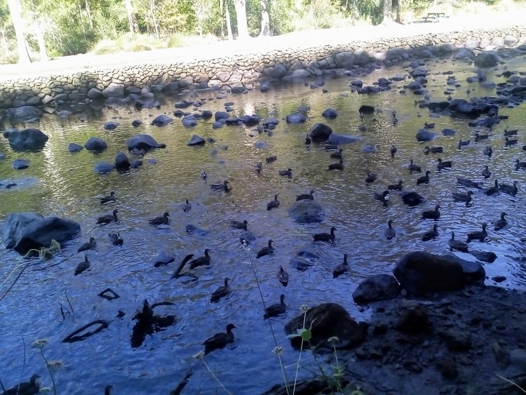 Ducks, ducks and more ducks!