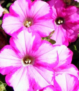 Pink Ladies 1